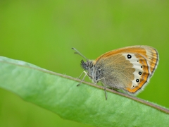 Coenonympha gardetta darwiniana