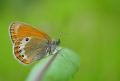 Coenonympha gardetta darwiniana