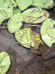 Polypedilum braseniae