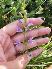 Campanula rapunculus