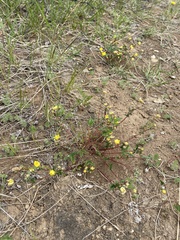 Potentilla leucophylla