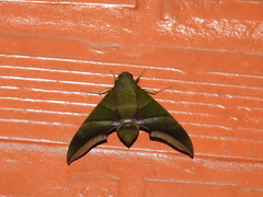 Oryba achemenides