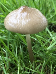 Oudemansiella limonispora