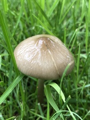 Oudemansiella limonispora