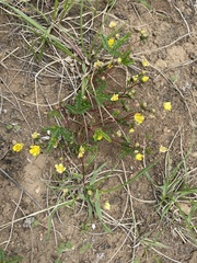 Potentilla leucophylla