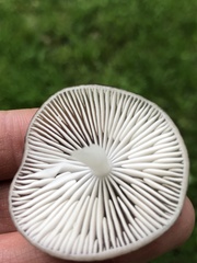 Oudemansiella limonispora