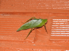 Frontinus