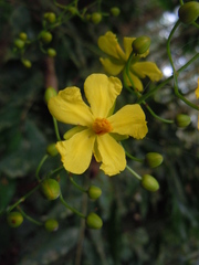 Ochnaceae