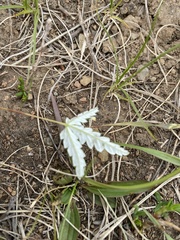 Potentilla leucophylla