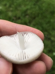 Oudemansiella limonispora