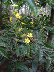 Ochnaceae
