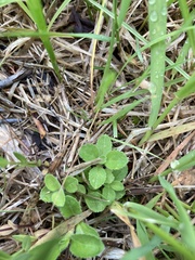 Veronica officinalis