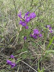 Astragalus suffruticosus