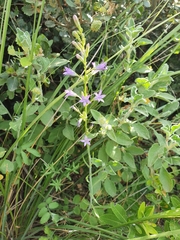 Campanula rapunculus