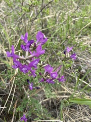 Astragalus suffruticosus