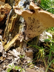 Cerioporus squamosus