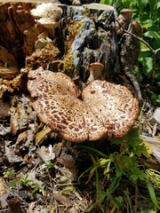 Cerioporus squamosus