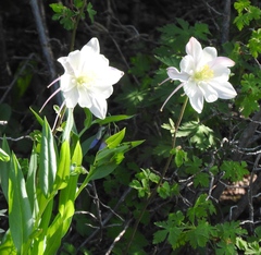 Aquilegia coerulea