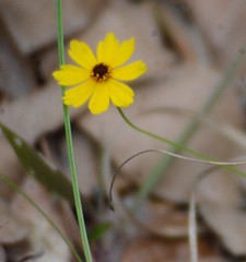 Coreopsis gladiata