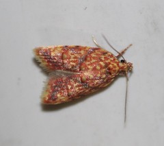 Lophopepla igniferella
