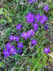Campanula lusitanica lusitanica