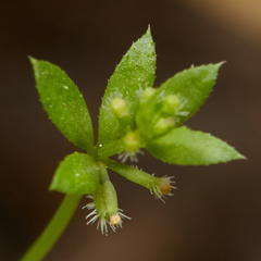 Galium murale
