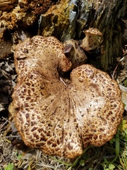 Cerioporus squamosus