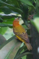 Ploceus princeps