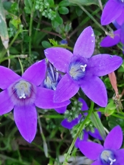 Campanula lusitanica lusitanica