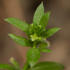 Galium murale
