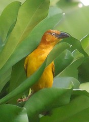 Ploceus princeps