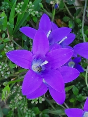 Campanula lusitanica lusitanica