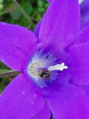 Campanula lusitanica lusitanica