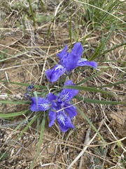 Iris ivanovae