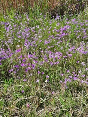 Campanula lusitanica lusitanica