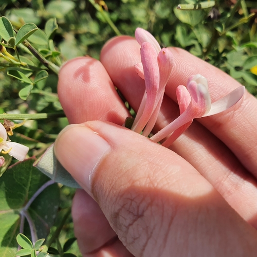 Lonicera implexa image