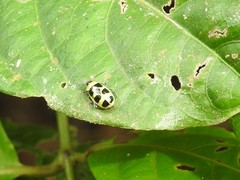 Walterianella propugnaculum