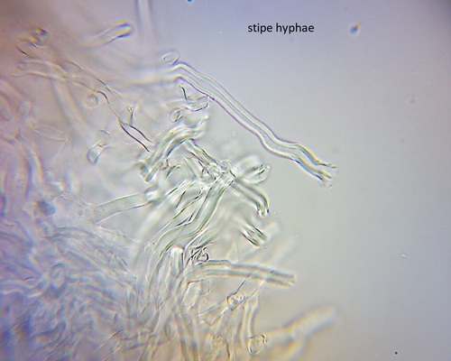 Pleurotus parsonsiae image