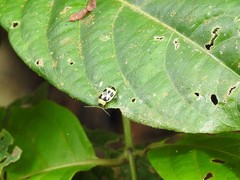 Walterianella propugnaculum