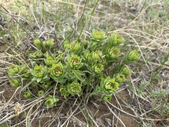 Stellera chamaejasme