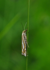 Crambus pratella