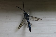 Synanthedon pictipes