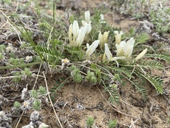 Astragalus galactites