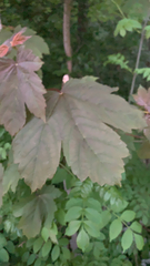 Acer pseudoplatanus