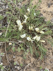 Astragalus galactites