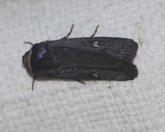 Proteuxoa testaceicollis