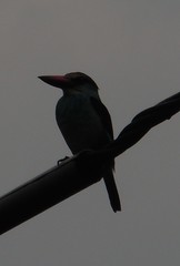 Halcyon malimbica dryas