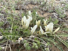 Astragalus galactites