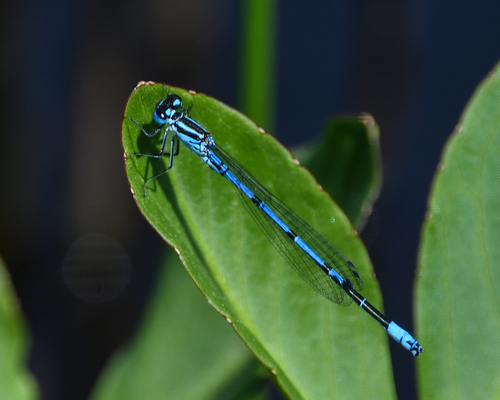 Pasaginė strėliukė nuotrauka