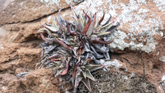 Dudleya acuminata